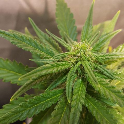 Green Gelato Automatic growlog timeline photo