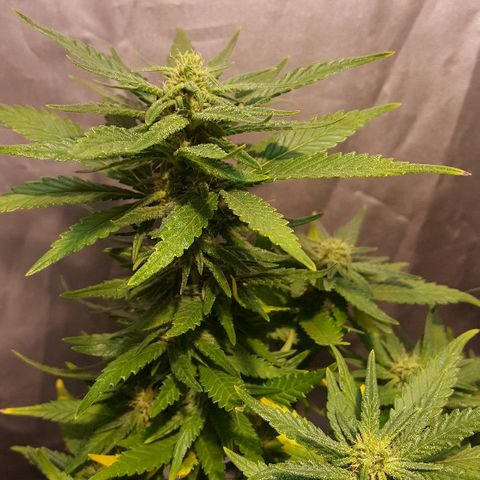 Green Gelato Automatic growlog timeline photo