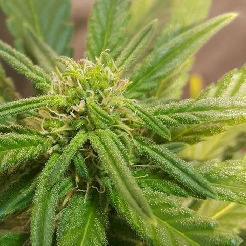 Green Gelato Automatic growlog timeline photo