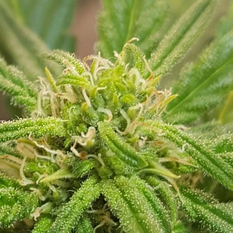 Green Gelato Automatic growlog timeline photo