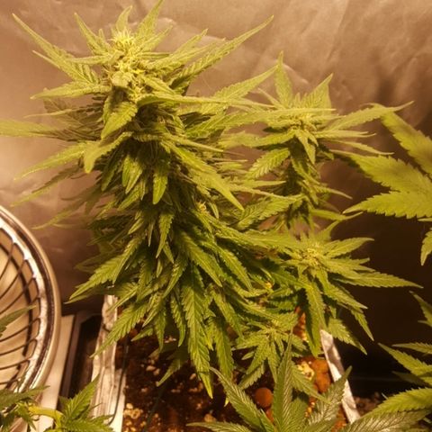 Green Gelato Automatic growlog timeline photo