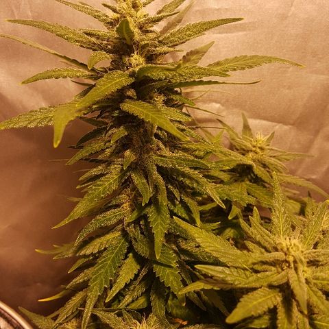 Green Gelato Automatic growlog timeline photo
