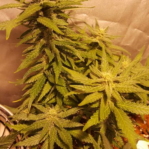 Green Gelato Automatic growlog timeline photo