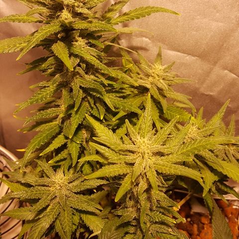 Green Gelato Automatic growlog timeline photo