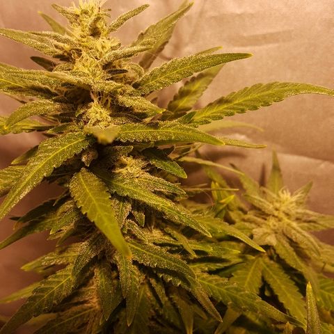 Green Gelato Automatic growlog timeline photo
