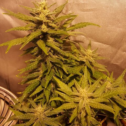 Green Gelato Automatic growlog timeline photo