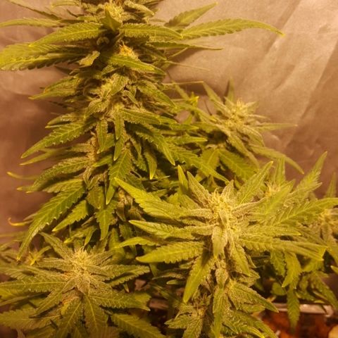 Green Gelato Automatic growlog timeline photo