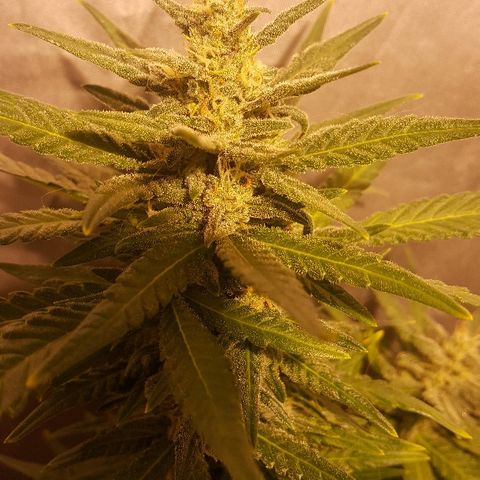 Green Gelato Automatic growlog timeline photo