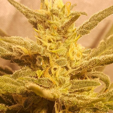 Green Gelato Automatic growlog timeline photo