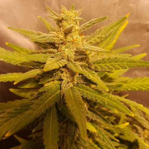 Green Gelato Automatic growlog timeline photo