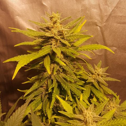Green Gelato Automatic growlog timeline photo