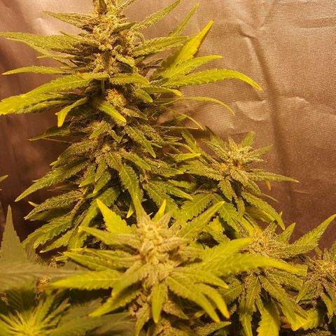 Green Gelato Automatic growlog timeline photo