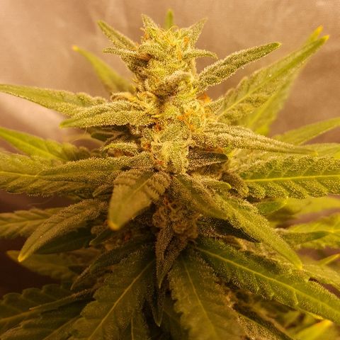 Green Gelato Automatic growlog timeline photo