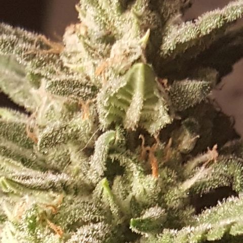 Green Gelato Automatic growlog timeline photo