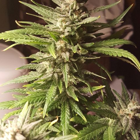 Green Gelato Automatic growlog timeline photo