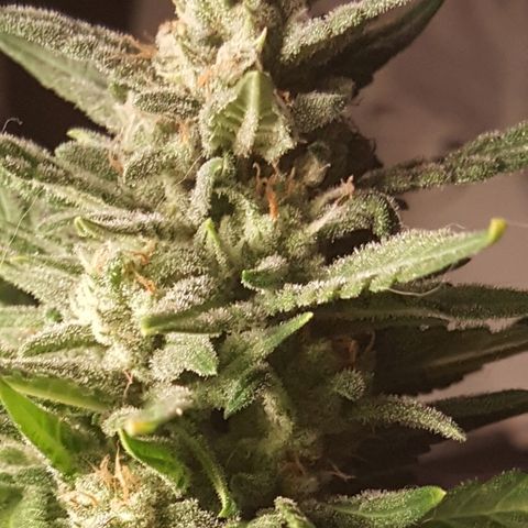 Green Gelato Automatic growlog timeline photo