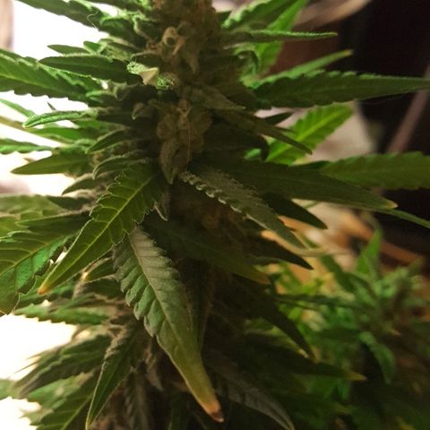 Green Gelato Automatic growlog timeline photo
