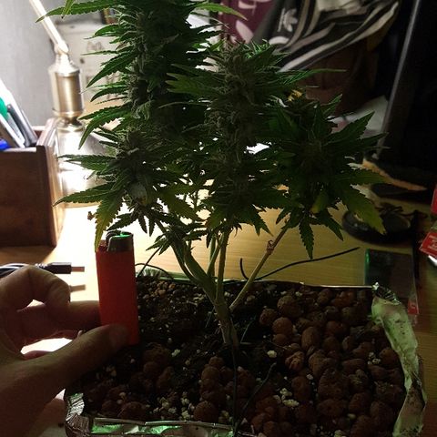 Green Gelato Automatic growlog timeline photo
