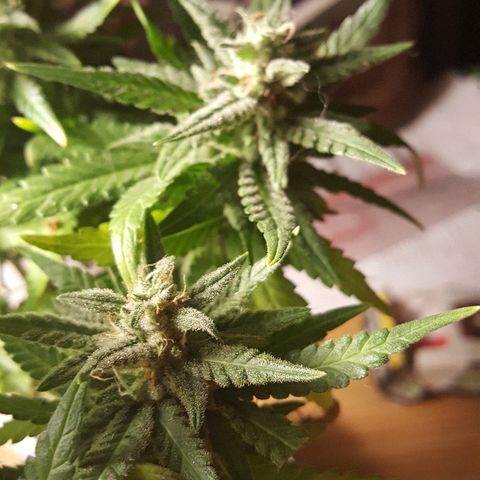 Green Gelato Automatic growlog timeline photo