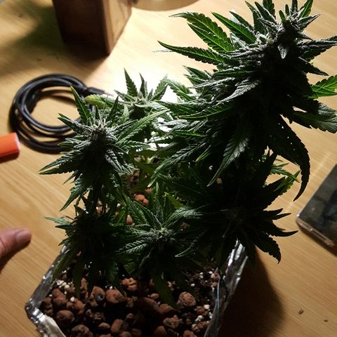 Green Gelato Automatic growlog timeline photo