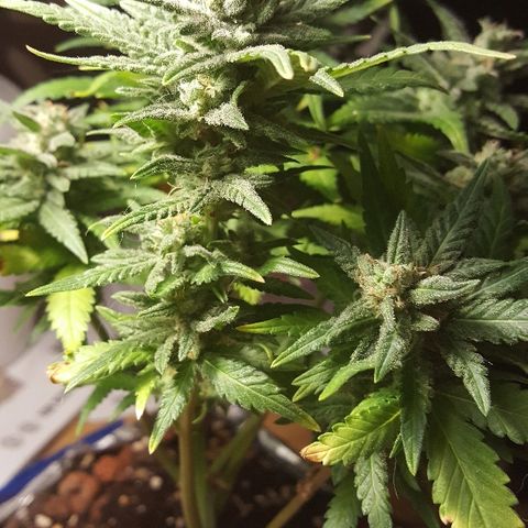Green Gelato Automatic growlog timeline photo