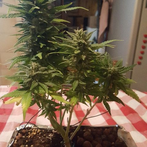 Green Gelato Automatic growlog timeline photo