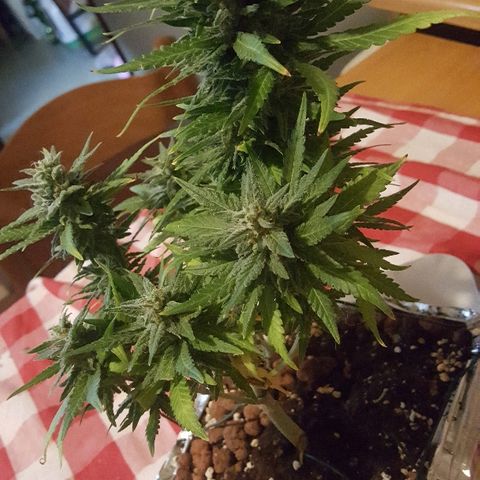 Green Gelato Automatic growlog timeline photo