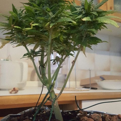 Green Gelato Automatic growlog timeline photo