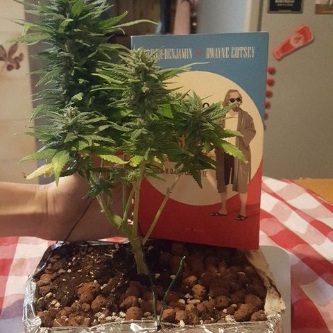 Green Gelato Automatic growlog timeline photo