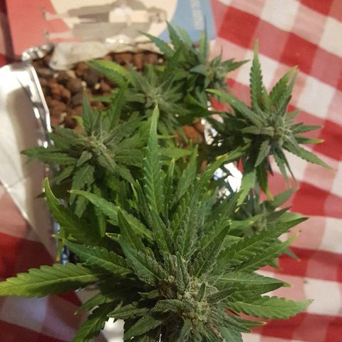 Green Gelato Automatic growlog timeline photo