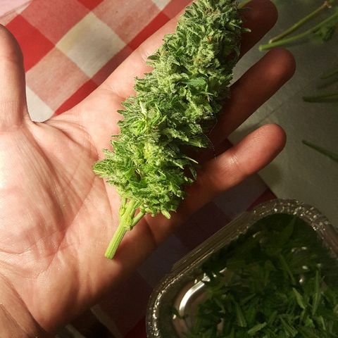 Green Gelato Automatic growlog timeline photo