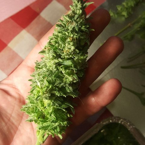 Green Gelato Automatic growlog timeline photo