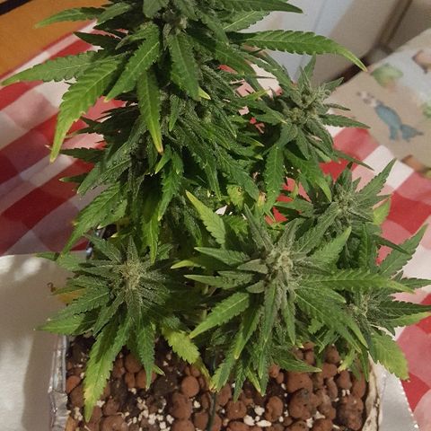 Green Gelato Automatic growlog timeline photo