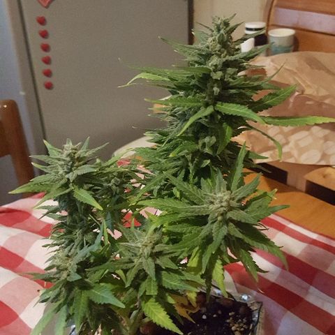 Green Gelato Automatic growlog timeline photo