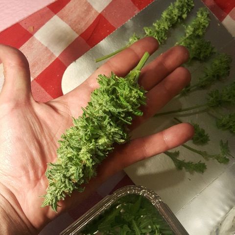 Green Gelato Automatic growlog timeline photo