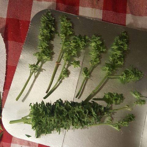 Green Gelato Automatic growlog timeline photo
