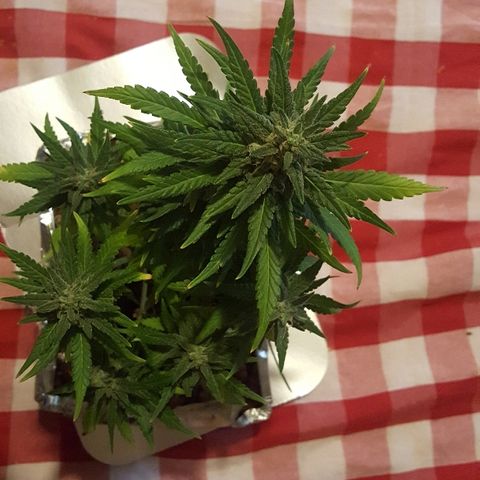 Green Gelato Automatic growlog timeline photo