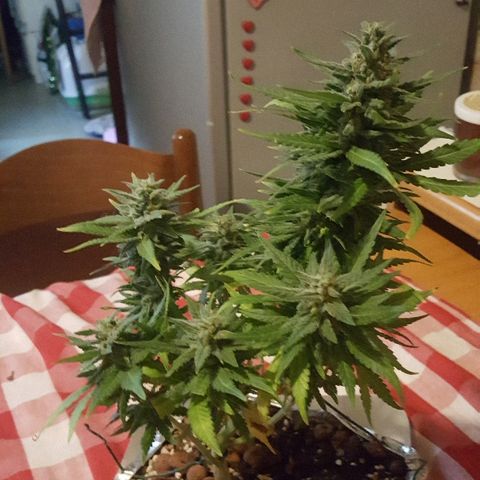 Green Gelato Automatic growlog timeline photo