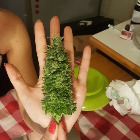 Green Gelato Automatic growlog timeline photo