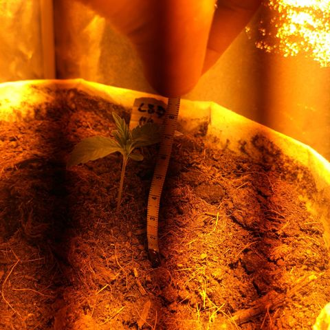 Cbd pearl  growlog photo: 7cm