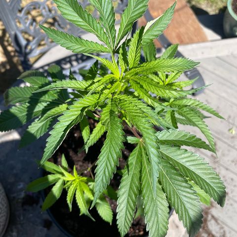 GG growlog photo: Day 6