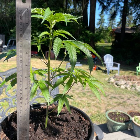 GG growlog photo: Full 12in in height