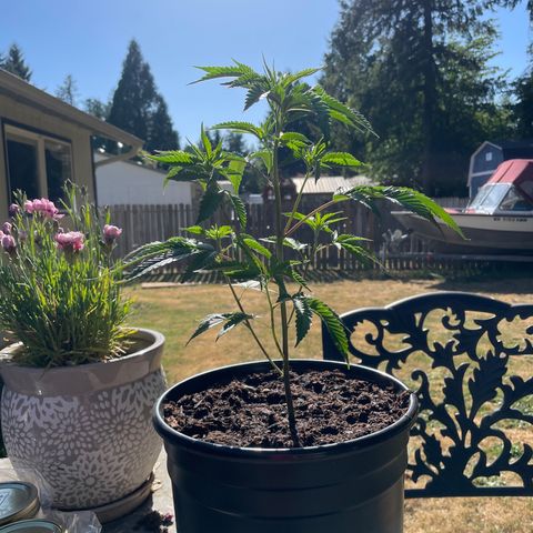 GG growlog timeline photo