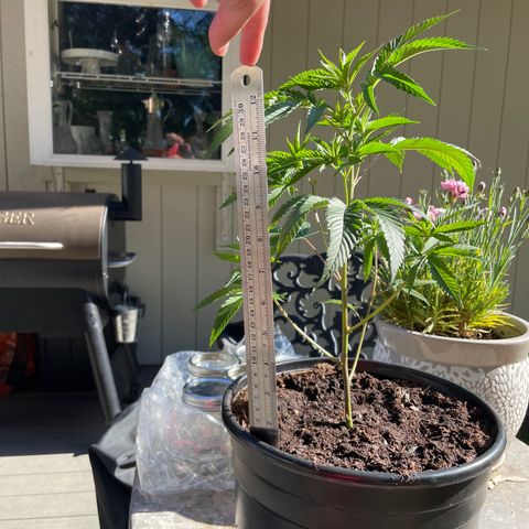 GG growlog timeline photo