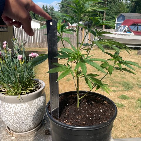 GG growlog timeline photo