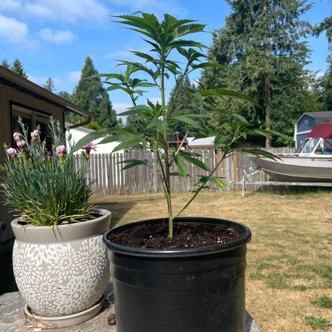 GG growlog timeline photo