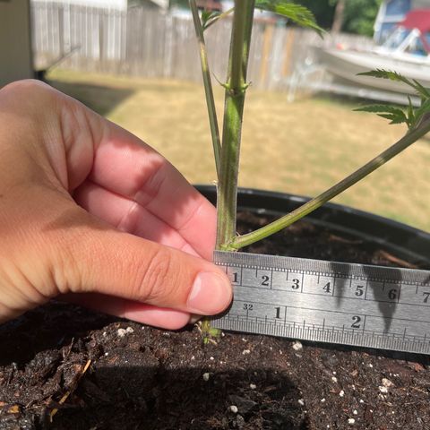 GG growlog timeline photo