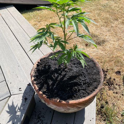 GG growlog photo: Transplant 