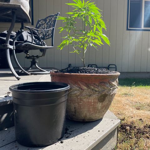 GG growlog photo: Transplant 