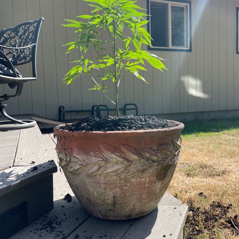 GG growlog photo: Transplant 